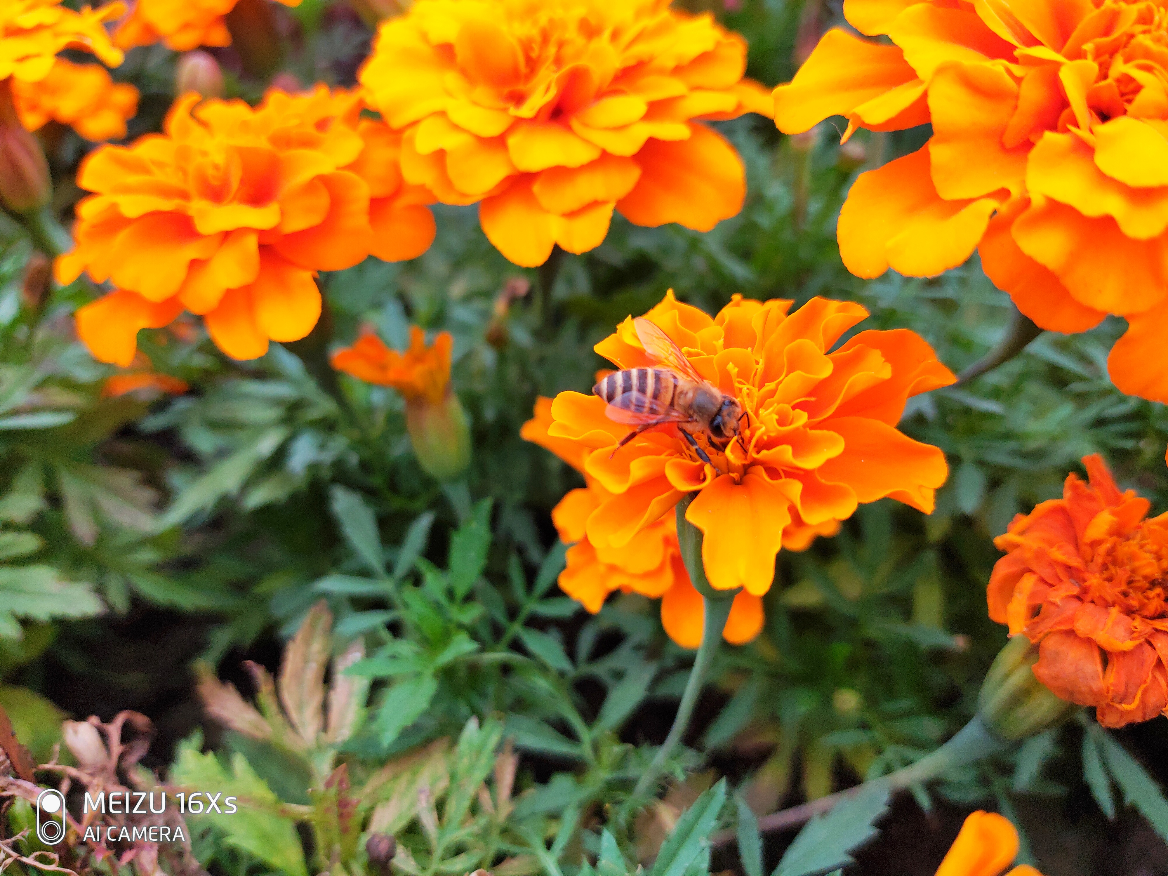 魅族16x深度测评,魅族16xs使用一年后的感受