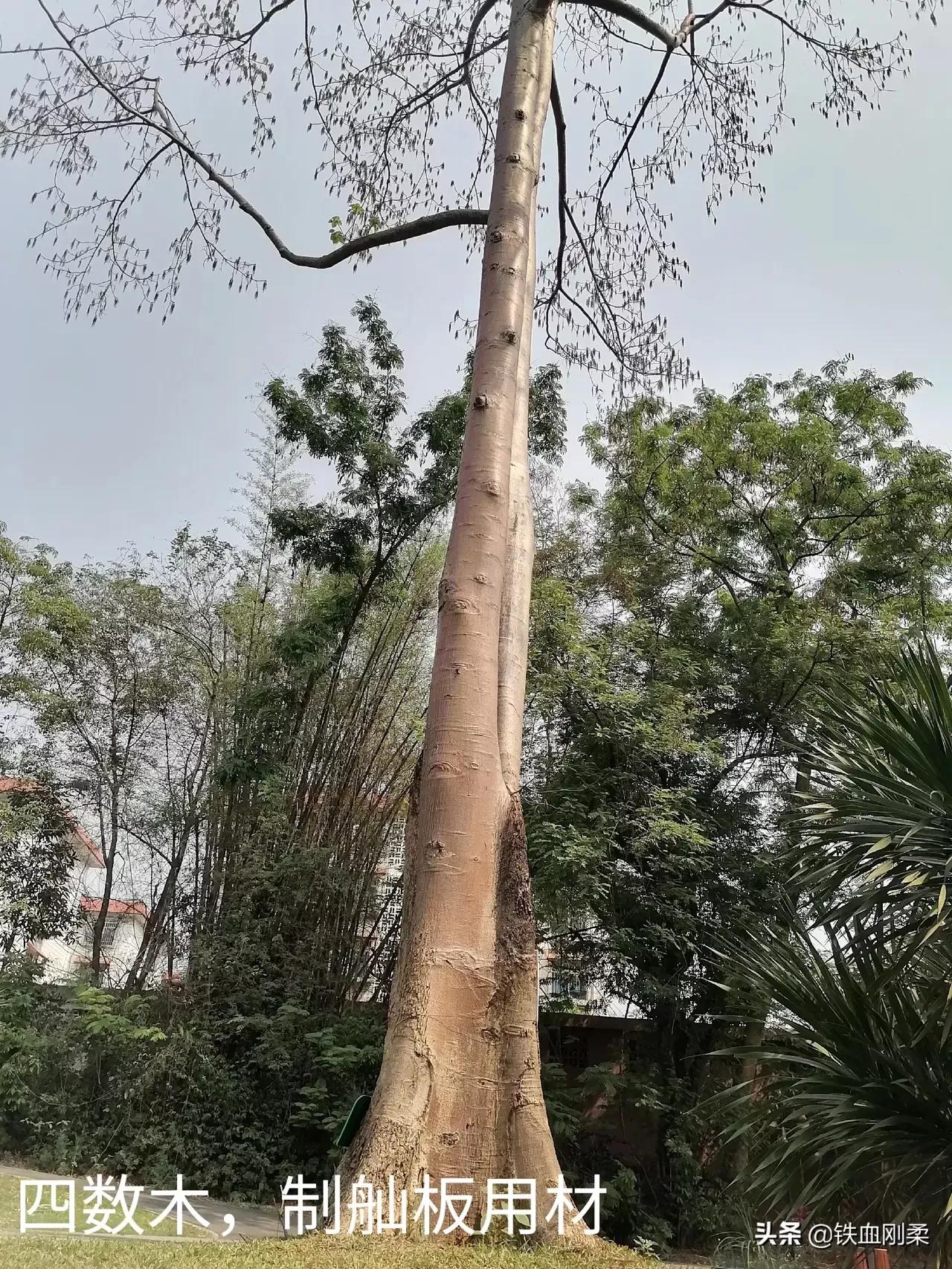 西双版纳景洪市景色壮丽的地方,西双版纳景洪市有什么好玩的景点