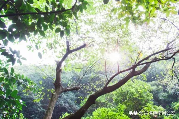 江浙诗友会雅集|三春丽景三春醉,一院清香一院诗