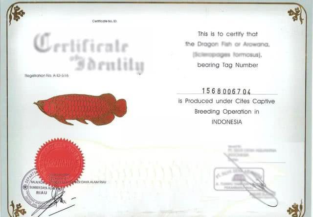 为什么龙鱼价格那么高,为什么龙鱼越来越便宜