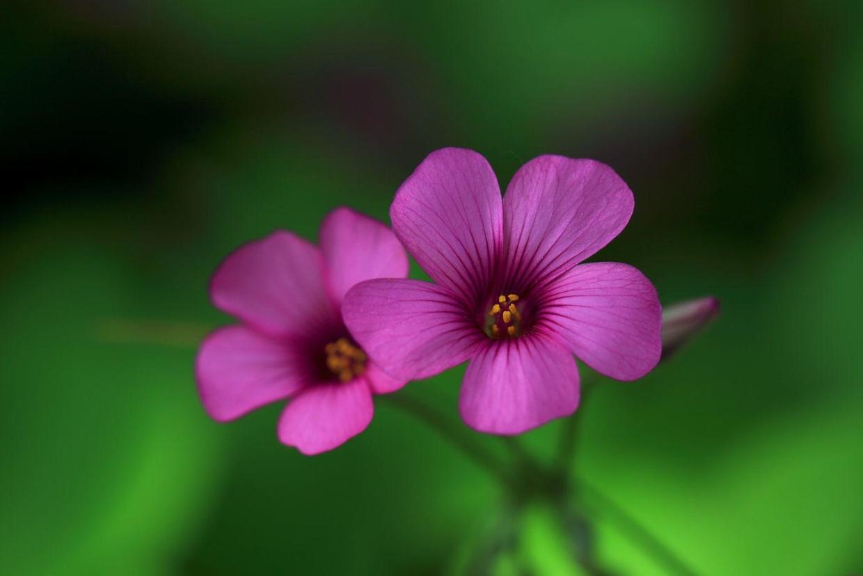 紫色幸运草的寓意和象征,养幸运草