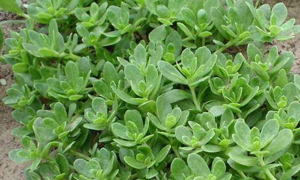 养鸡秘诀鸡感冒了,养鸡技术与鸡病的防治