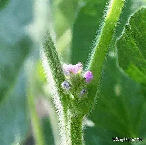 大豆蚜虫用吡虫啉防治行吗,大豆茎叶有蚜虫怎样治疗