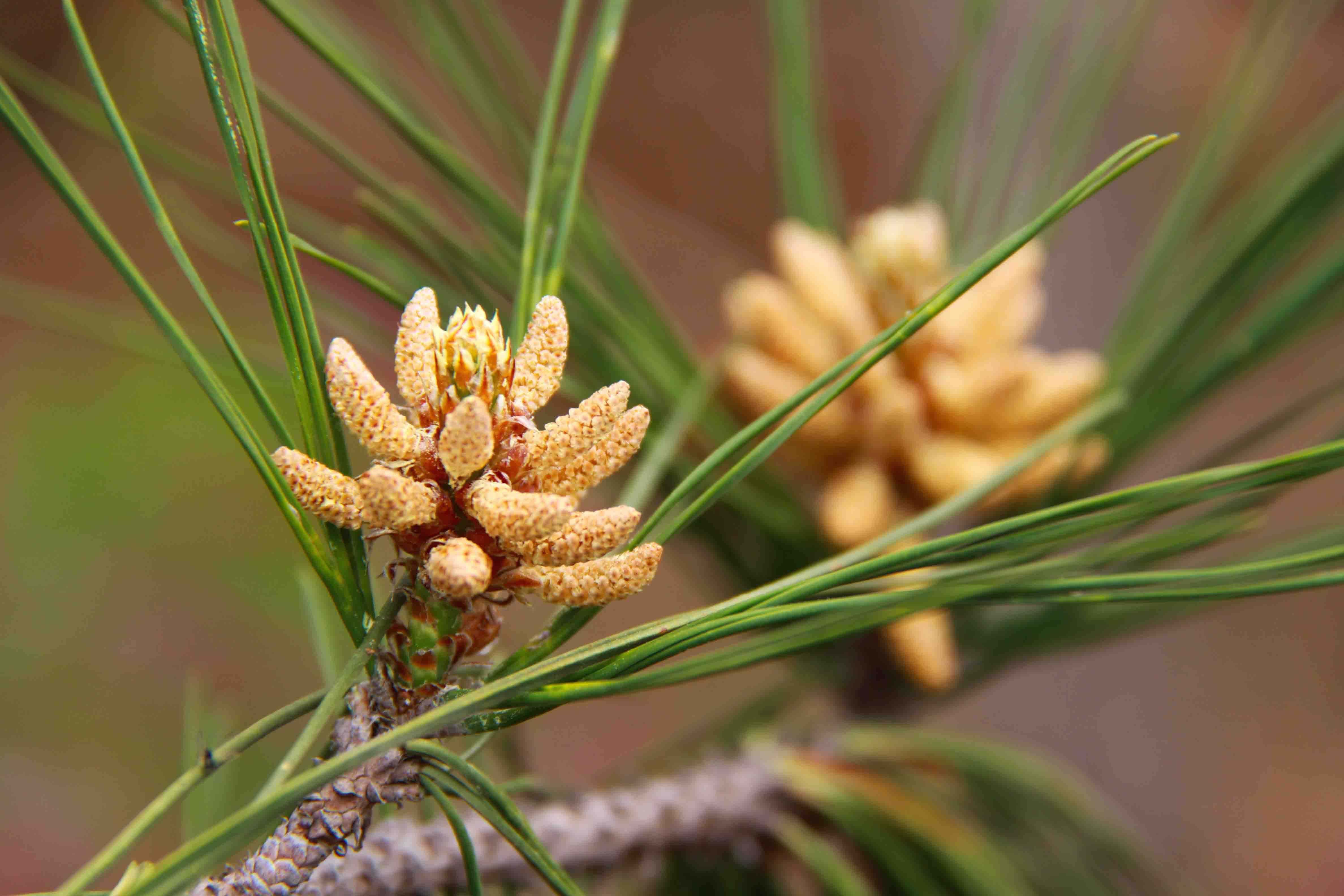 它被称为黄金粉，250元一斤，农村却没人要，掉在地上白白浪费了