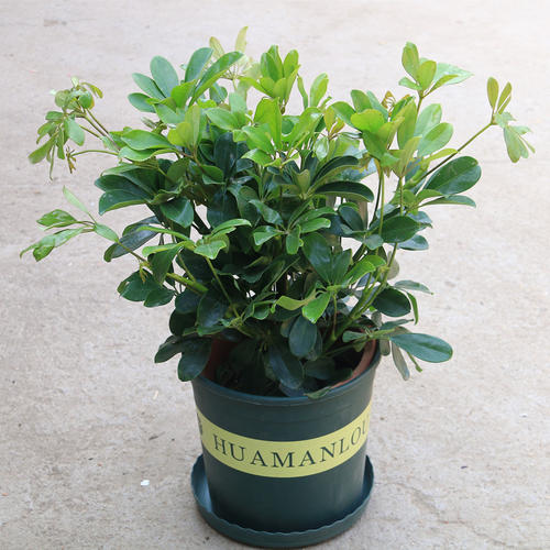 鸭脚木枝叶扦插不发芽,鸭脚木不黄叶的妙招