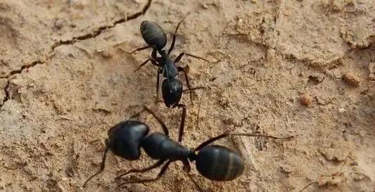 蚂蚁用什么药能快速消灭,蚂蚁怎么消灭最快方法实测