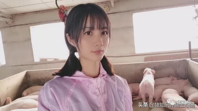 养猪的简单问答,猪易养猪知识大讲堂