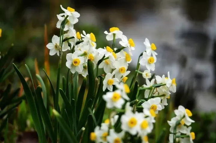 客厅卧室持久留香的香水,家里适合放什么香水