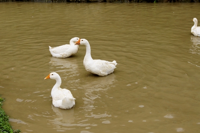 老鸭形态分哪几种,老鸭怎么辨别真正老鸭