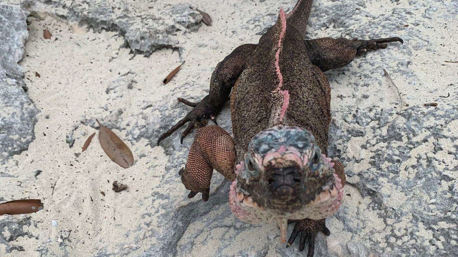 巴哈马群岛埃克苏马岛,巴哈马群岛海岛