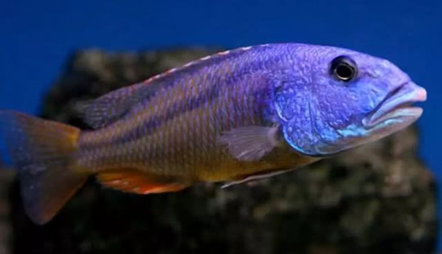 闈炴床鎱堥卜浠嬬粛,闈炴床鎱堥卜