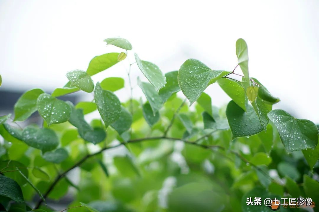 七工匠75mmf1.25夜神人像镜头,七工匠75mmf1.25参数