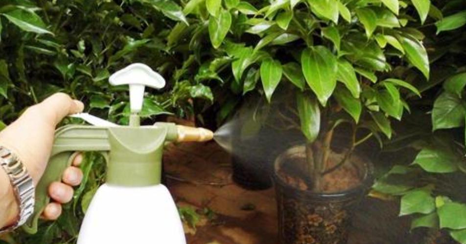 花上有蚜虫用什么办法灭虫,天热了打蚜虫用什么农药