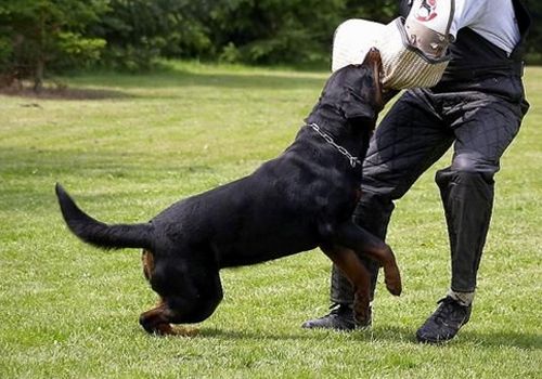 宠物咬人法律怎么处理,狗狗护食咬人纠正全过程