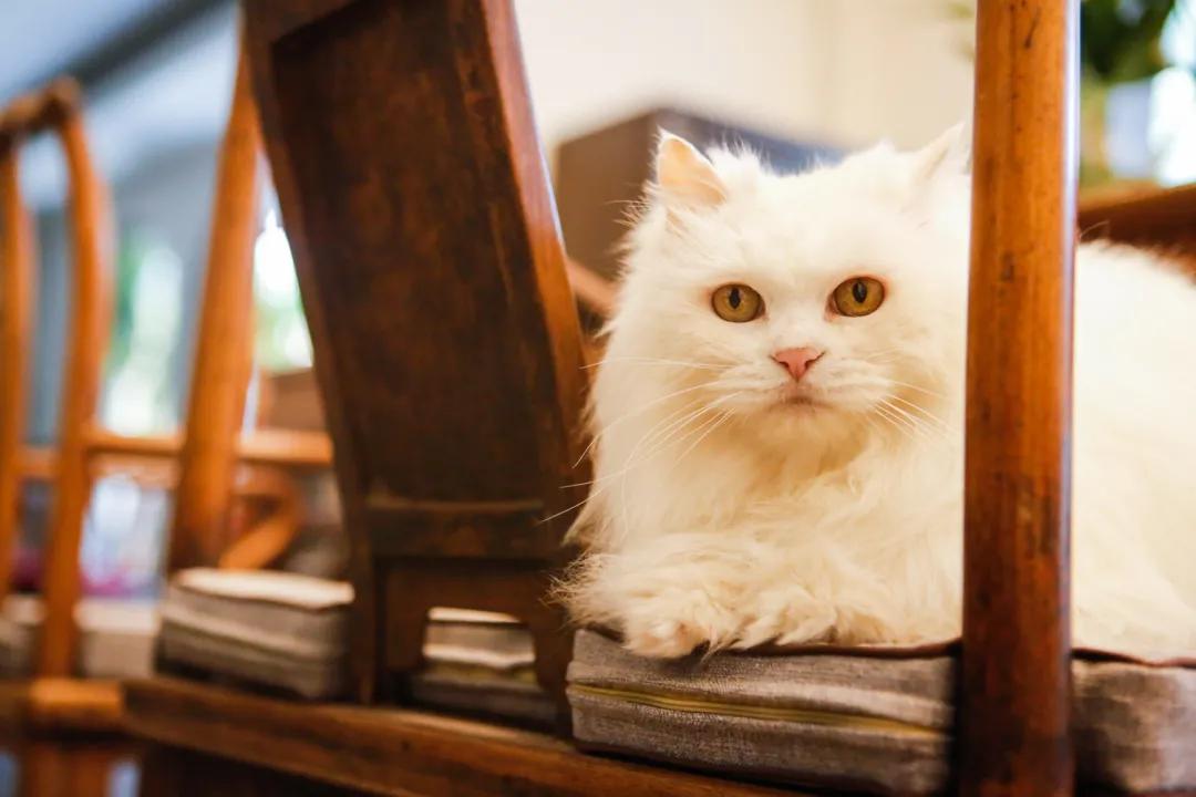 跟本喵同星座的两脚兽一定很“仙儿”