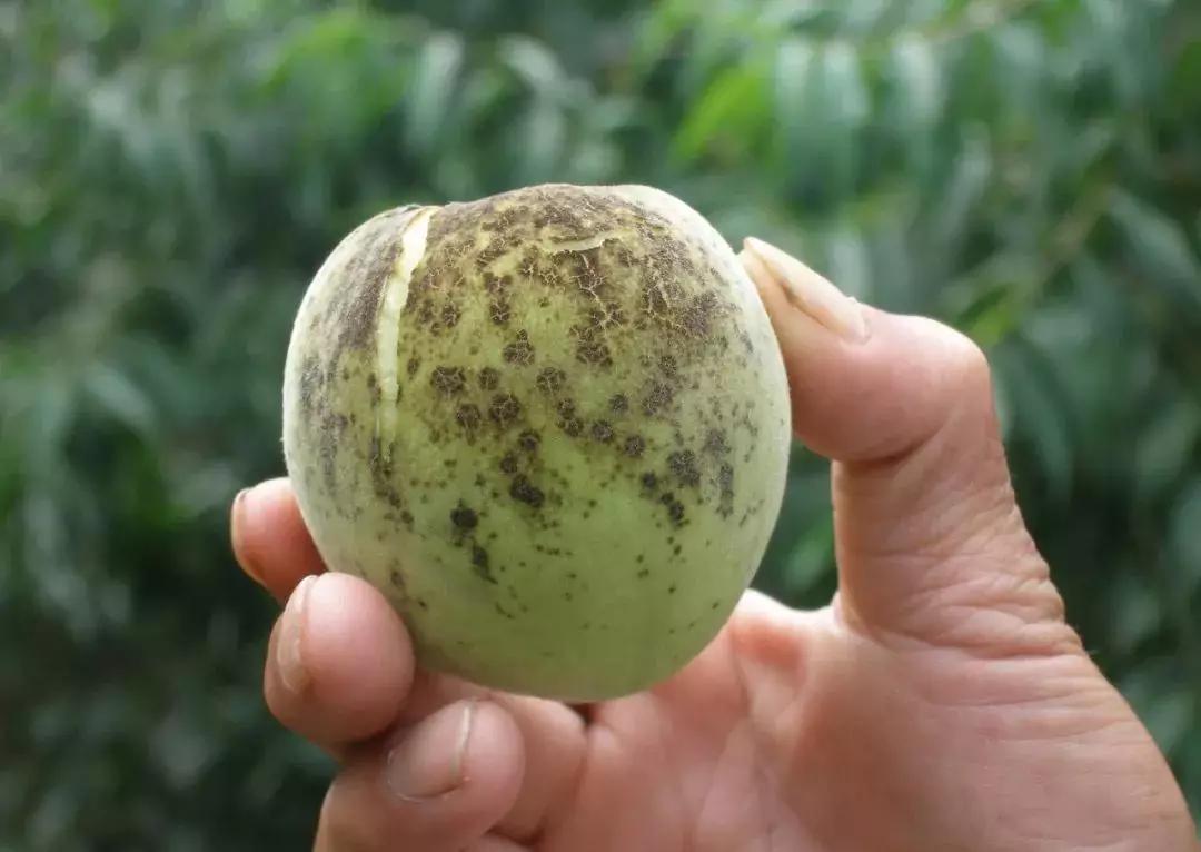 桃树果实病害图片大全,桃树几种常见病虫害图片