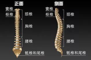 腰背不舒服睡什么床好,腰不舒服睡硬板床什么姿势