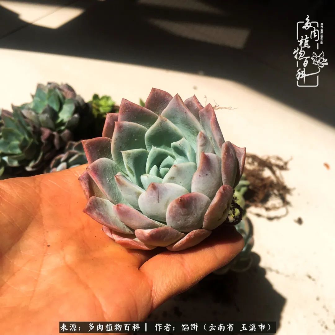 多肉对比图片,多肉对比高清图