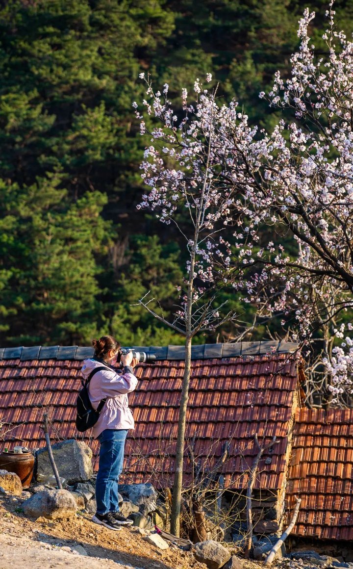 日照最美桃源,寻找最美春天日照惊艳全城