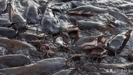 恒河的“烦恼”，鲶鱼已多到泛滥成灾，钓友：高价请我都不去钓！