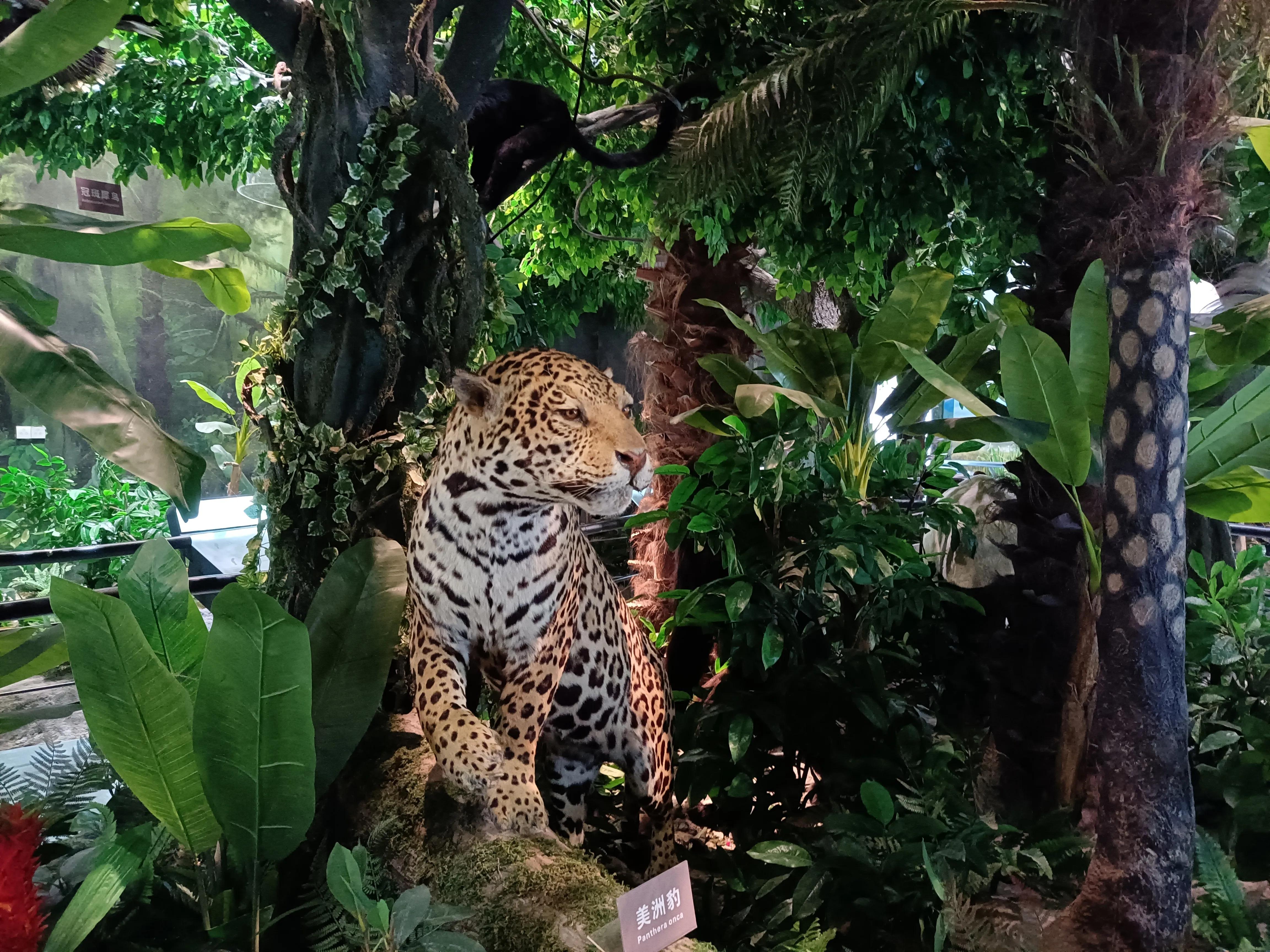 上方山森林公园作文,上方山森林公园动物世界