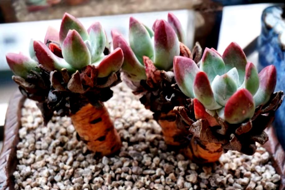 大型多肉植物仙女杯,多肉植物仙女杯的种类