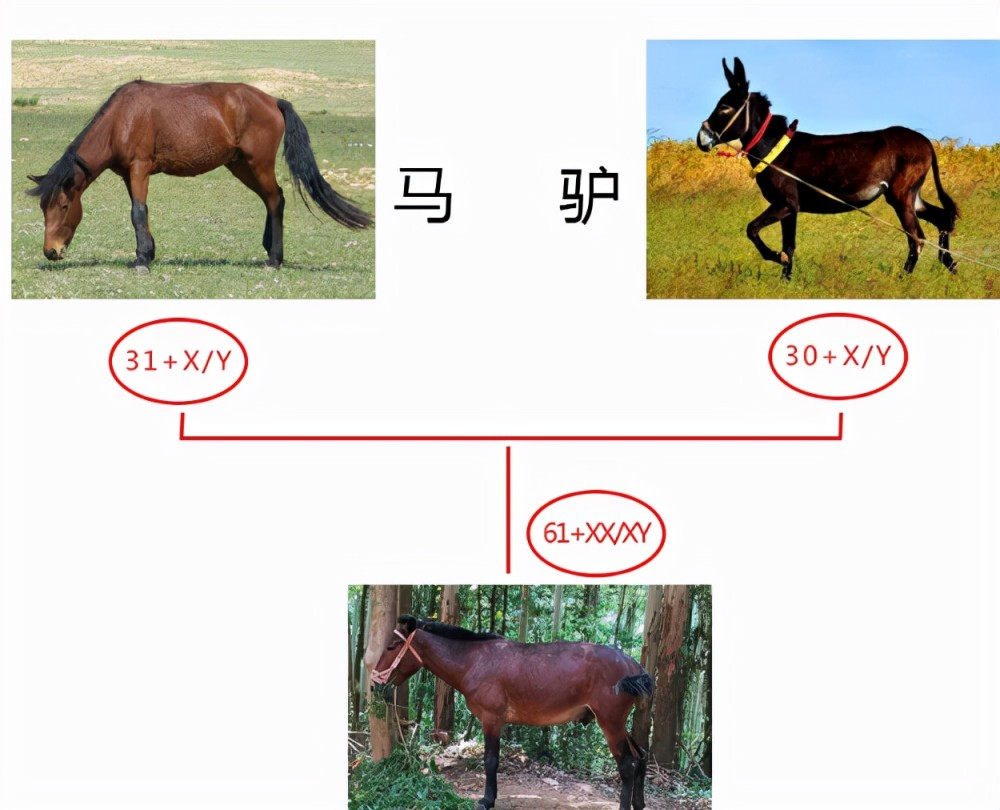 为什么骡子不能产生可育性后代,为什么骡子不能生育后代典故