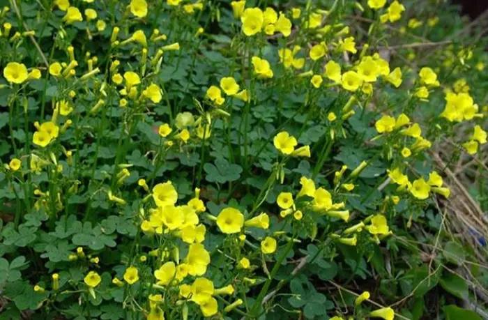 院子里有杂草适合养什么,庭院清除杂草的最佳方法