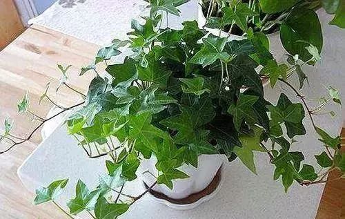 吸甲醛的植物花排名,吸收甲醛最佳的十种植物排行榜