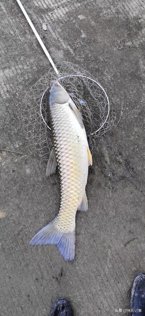 原来钓鱼才是最好的户外运动,野钓一直是我最喜欢的户外运动