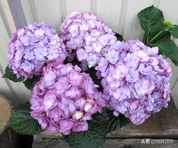 十种好看的绣球,最好看的绣球花视频
