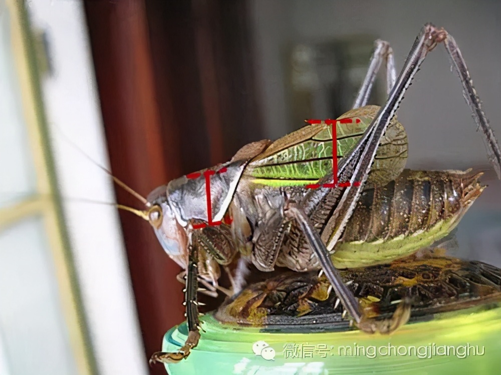 冬蝈蝈怎么挑选,介绍蝈蝈的说明方法