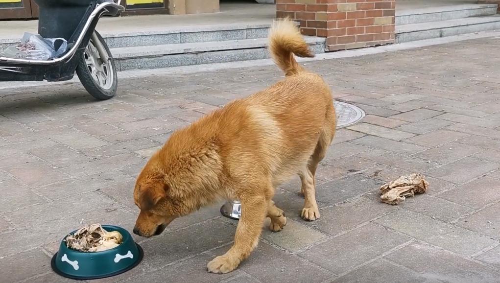 两只被遗弃的小流浪狗,流浪狗被收养后两只大狗不吃不喝