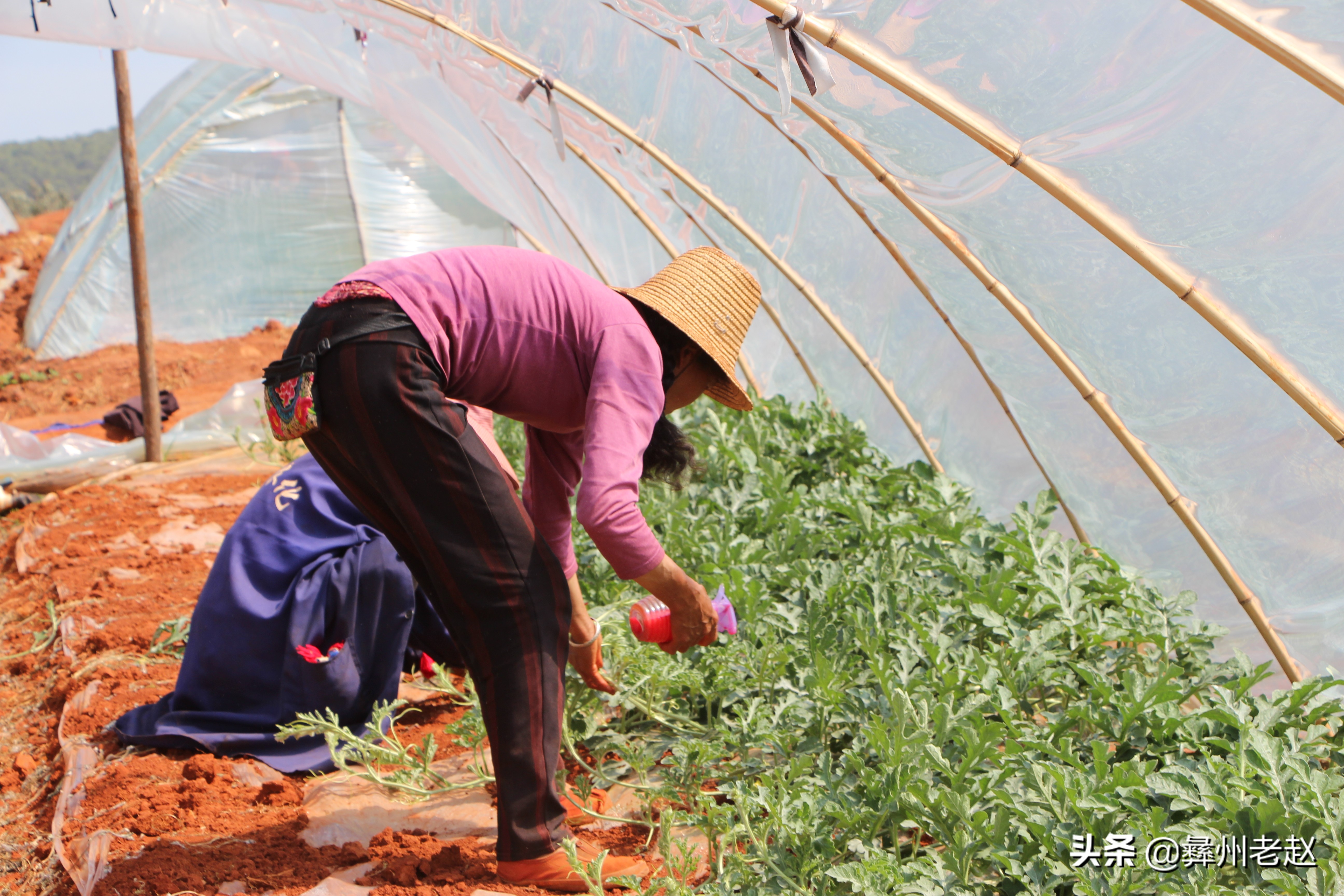 西瓜刚坐果的时候怎么管理,西瓜在膨果期需要什么肥料