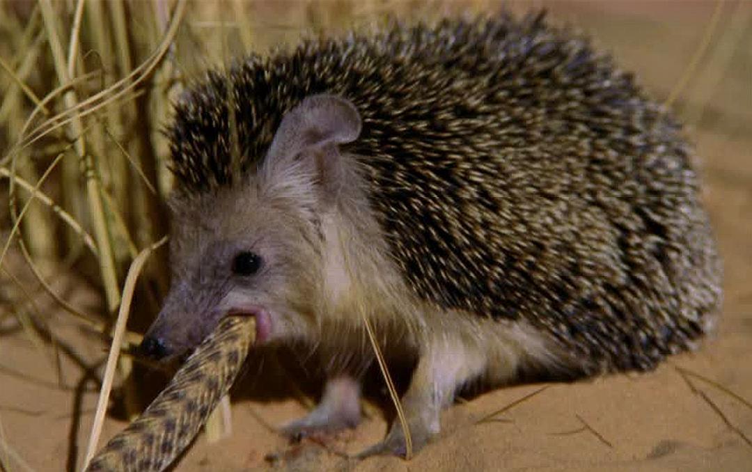 刺猬会吃蛇吗,为什么刺猬可以吃蛇