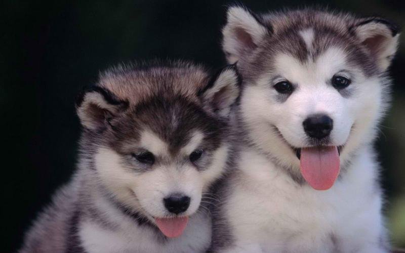 被小奶狗咬要不要打针,被自己家奶狗咬了要打狂犬疫苗吗