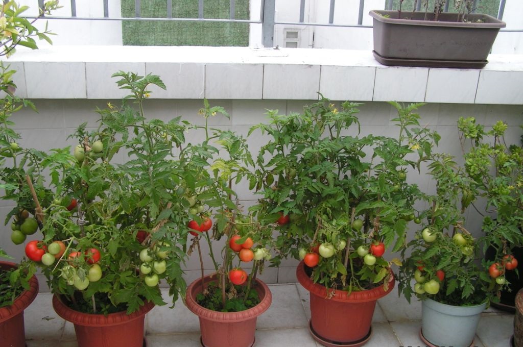 阳台上种菜有很多小虫怎么办,阳台种菜如何去除虫