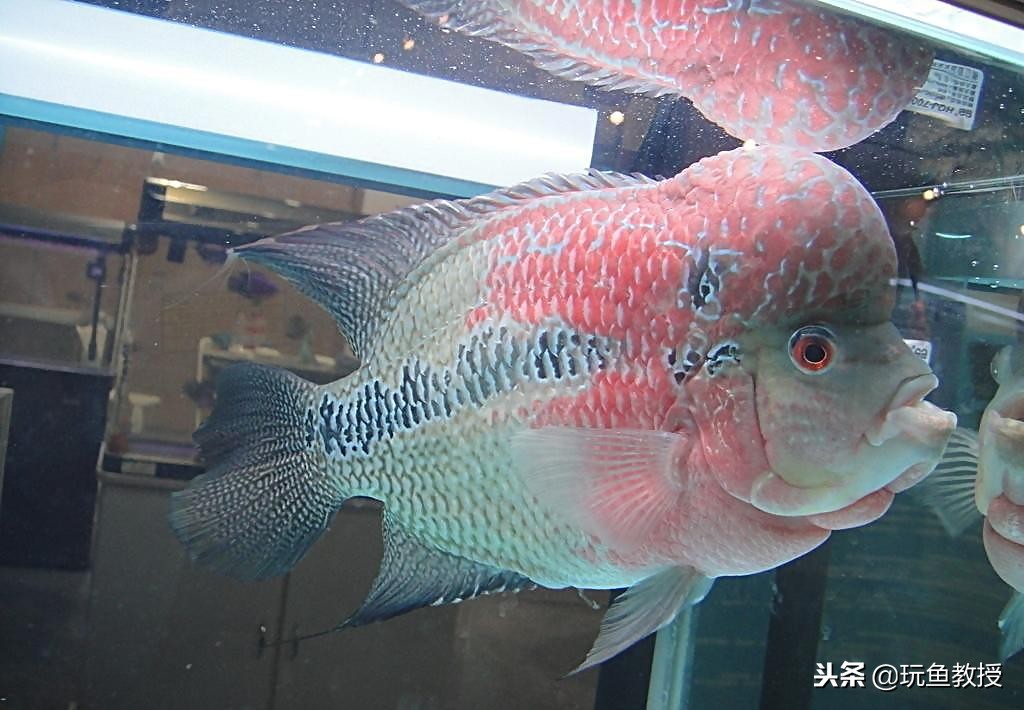 罗汉鱼照什么色的灯光,水温对罗汉鱼起头的影响