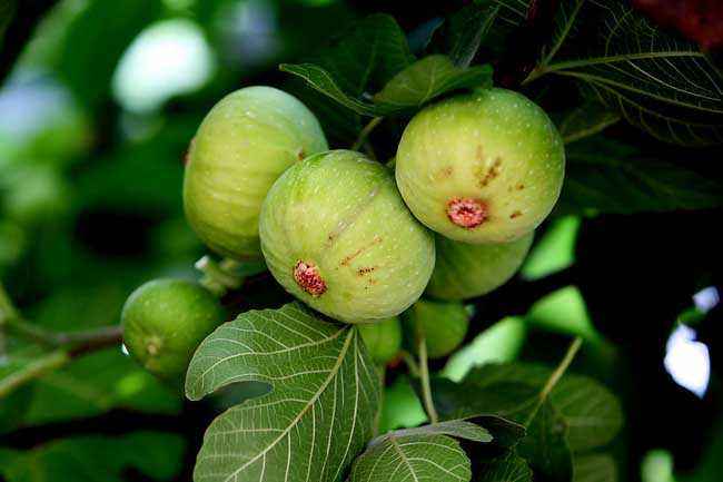 无花果树干内有害虫怎么办,无花果防病治虫