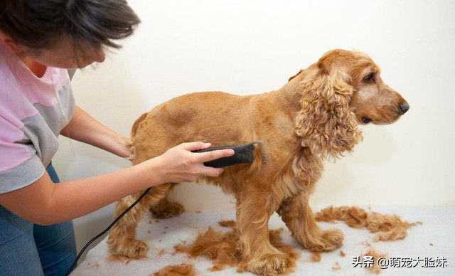 宠物狗的正确饲养你做到了么,养宠物狗的必备知识和注意事项