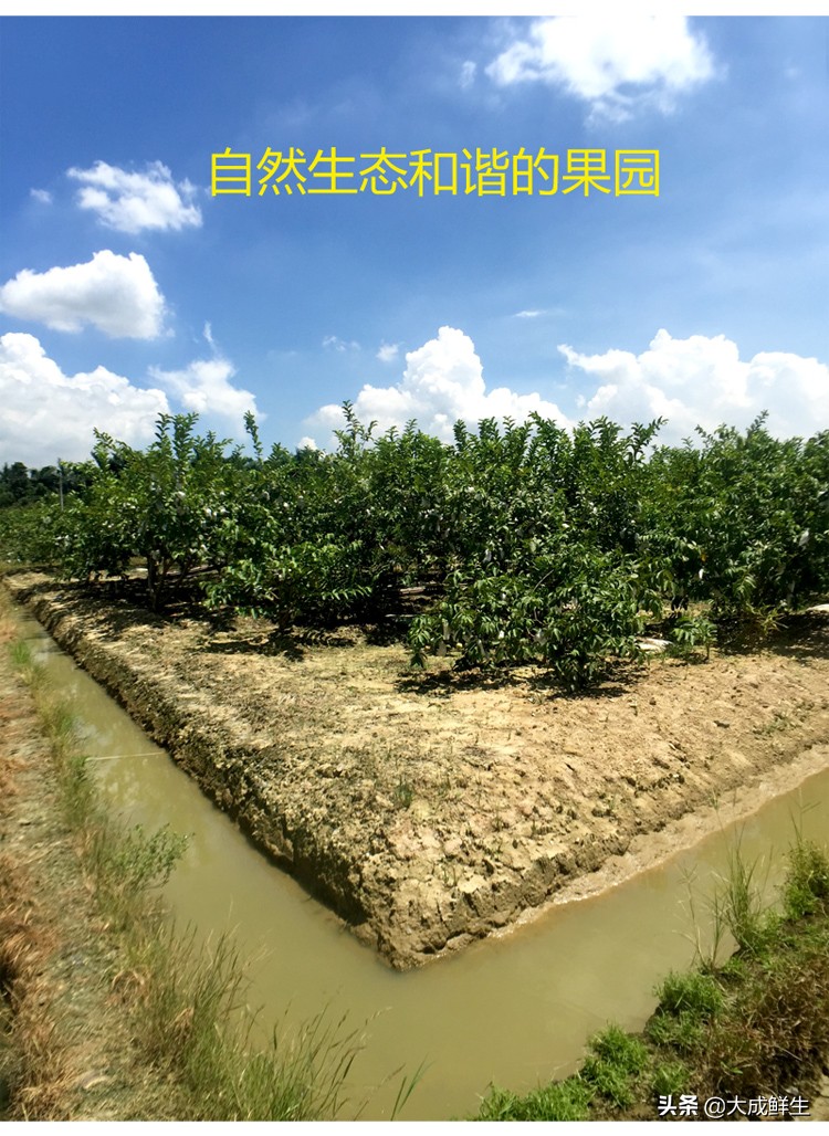 番石榴和芭乐是一种水果吗,芭乐和番石榴是同一个水果吗