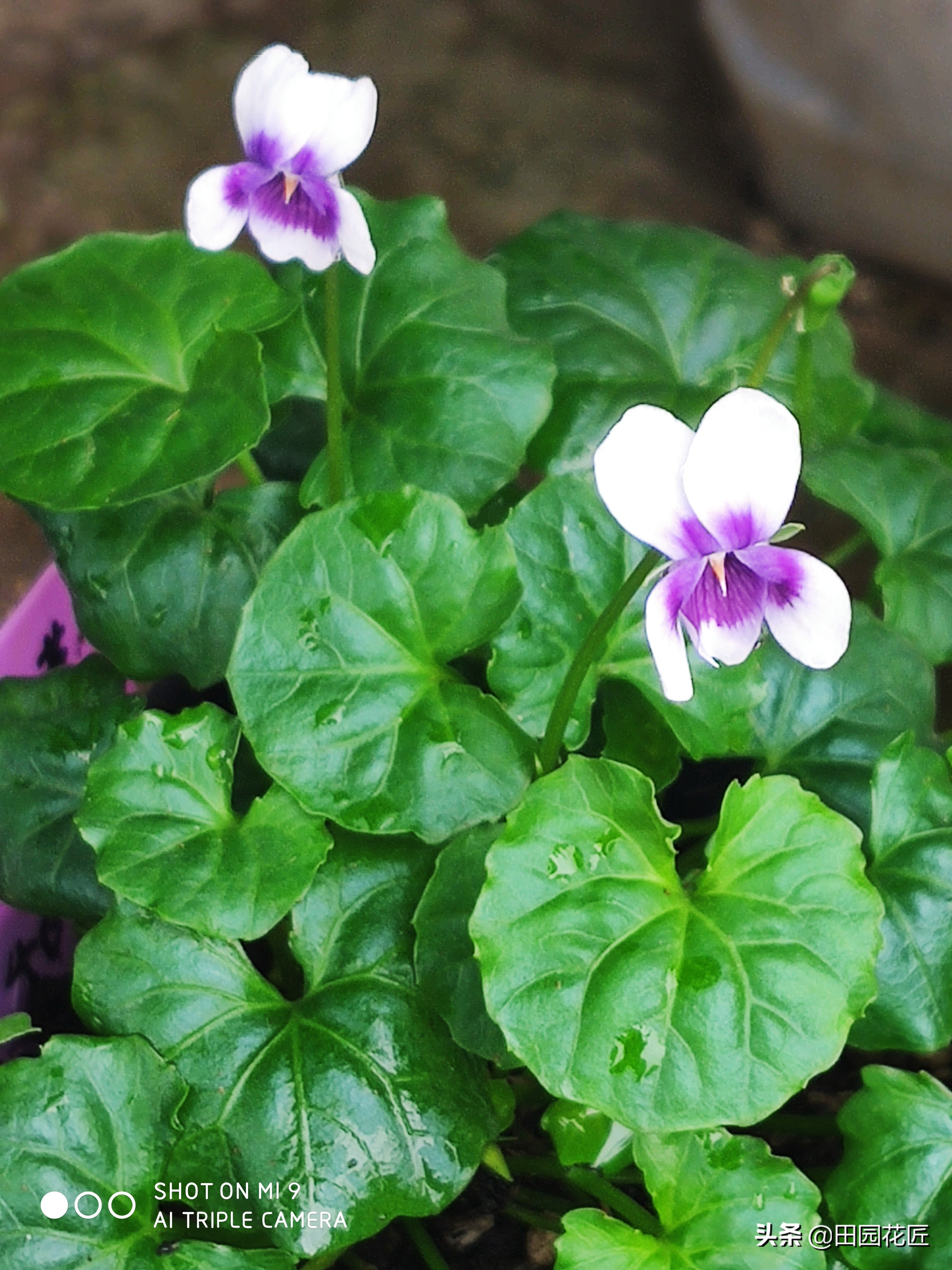 角堇发蔫下垂怎么办,熊猫堇黄叶