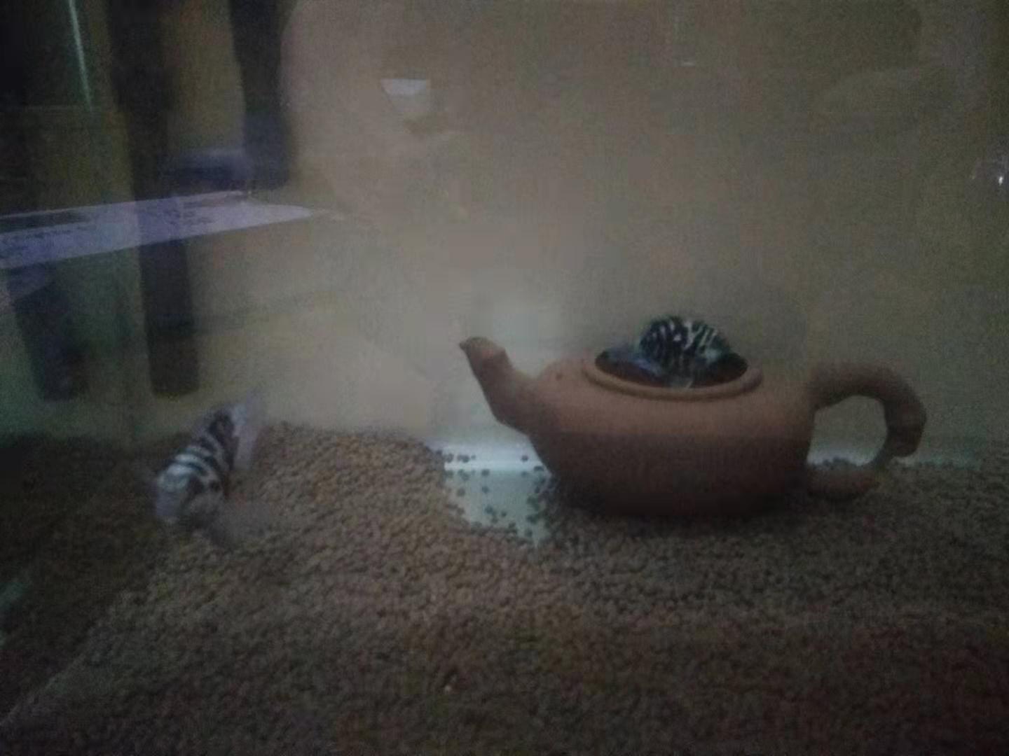 如何养好迷你鹦鹉鱼苗,怎么可以养好迷你鹦鹉鱼鱼苗