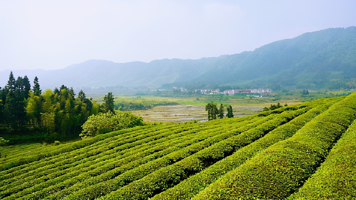 景德镇茶之源瓷之都,景德镇浮梁茶文化