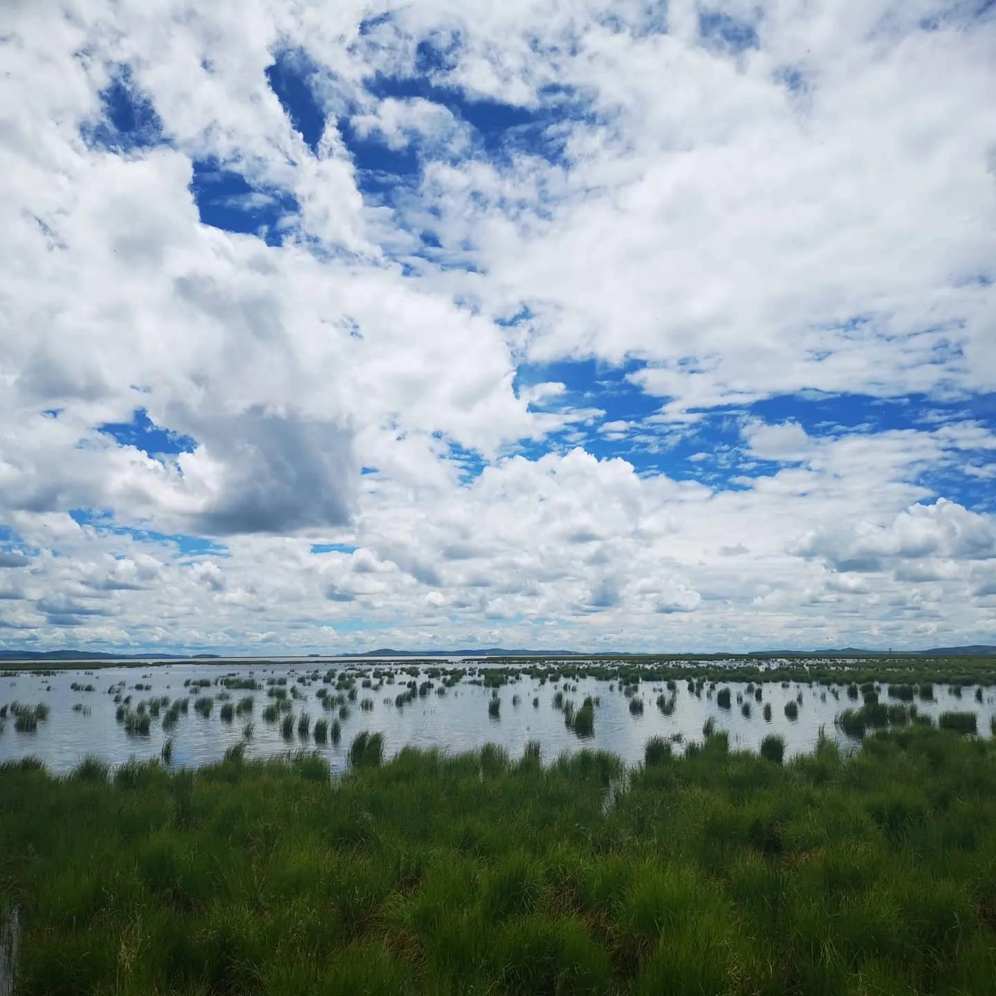 六月中的若尔盖大草原