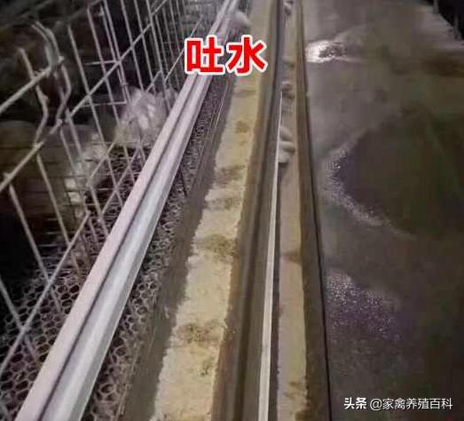 鸡“吐水”是什么原因?有没有可行的解决办法?