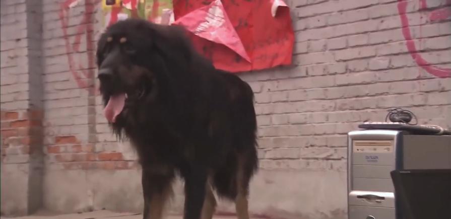 主人想把狗安乐死,主人选择抛弃狗狗