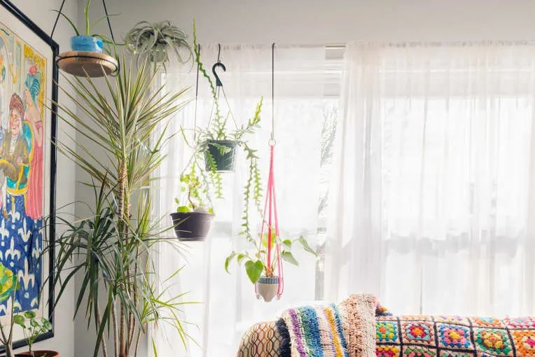 100㎡的家养了99株植物，我醉氧了…