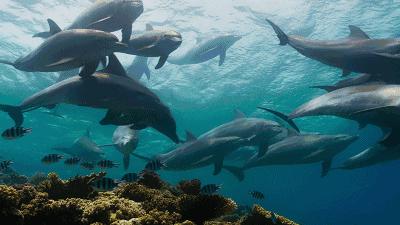 珠海长隆海洋王国为什么要补差价,珠海长隆海洋王国怎么那么贵