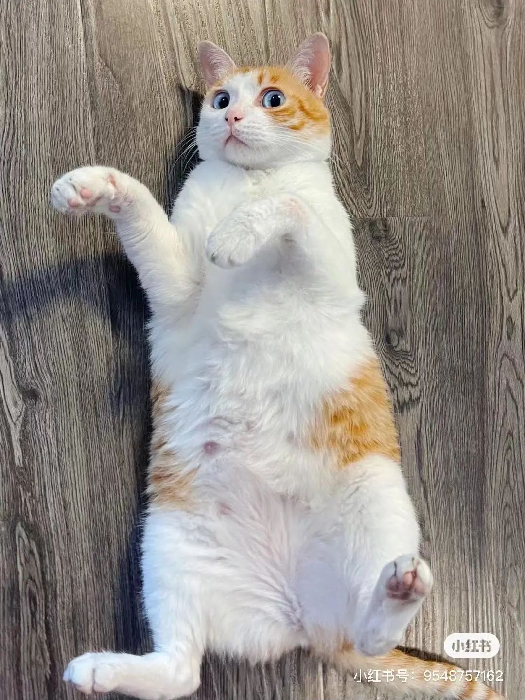 金发碧眼双眼皮!这猫我说一句“橘中最美”不过份吧?